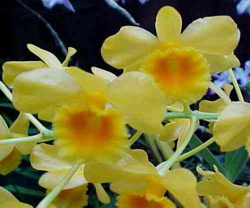 Dendrobium chrysotoxum 